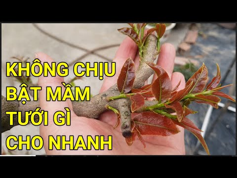 🔴 QBS23400 -  TƯỚI PHÂN GÌ ĐỂ CÂY MAI NHANH BẬT MẦM | CHĂM SÓC CÂY MAI VÀNG MIỀN BẮC ĐỂ CÂY NỞ HOA