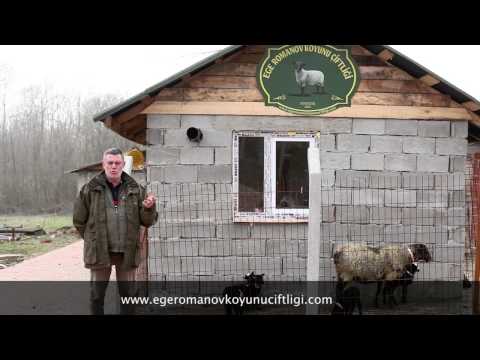 Ege Romanov Koyunu Çiftliği