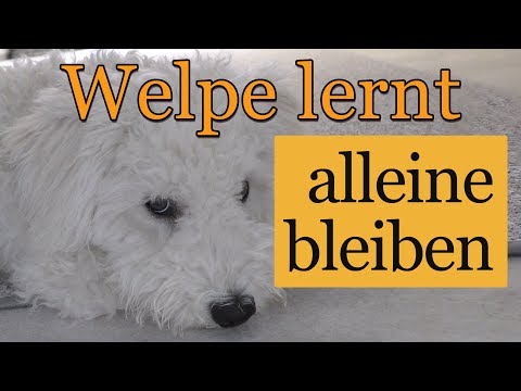 ⏩ALLEINE BLEIBEN - 8 Tipps damit dein Welpe es schneller lernt