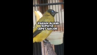 Download lagu PAKAN ALAMI UNTUK KUTILANG SUPAYA CEPET GACOR #SHORTS #KICAUMANIA mp3