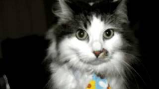 Soul Coughing performing St. Louis is Listening live (1998)