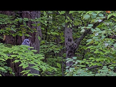 Barred Owl Fledgling Goes On Big Adventure After Leaving Nest Box – May 12, 2025