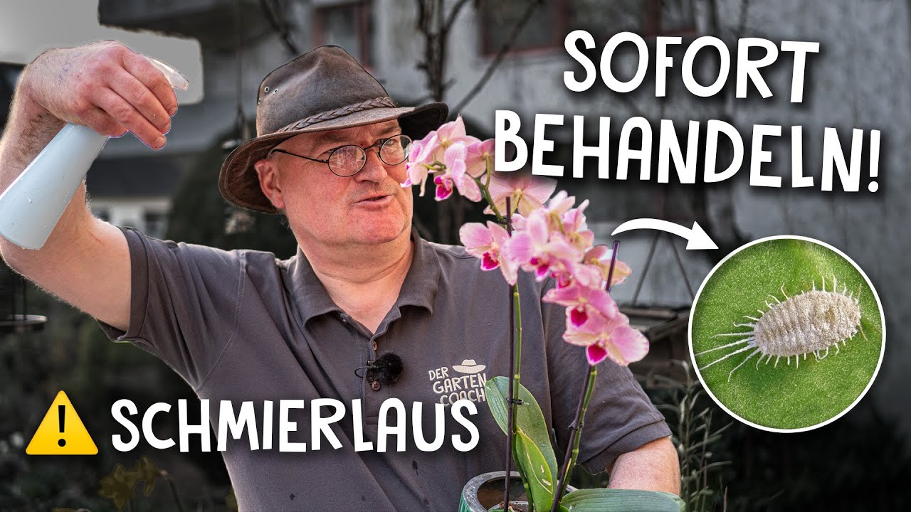 Zimmerpflanzen Video 2