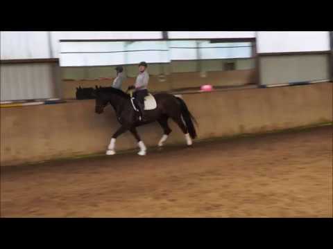 Don Frederic - Rubin Royal Stute 2013