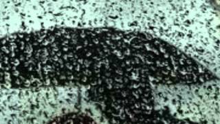 Mellencamp...Someday The Rains Will Fall.wmv