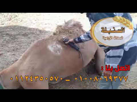 ماكينة جز الأغنام