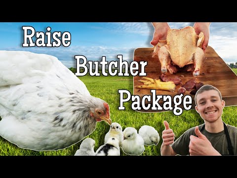 Complete Guide to Raising Meat Chickens