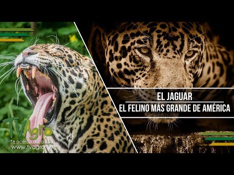 , title : 'El Jaguar: El Felino más Grande de América - TvAgro por Juan Gonzalo Angel'