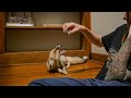 Sand Fox Talks