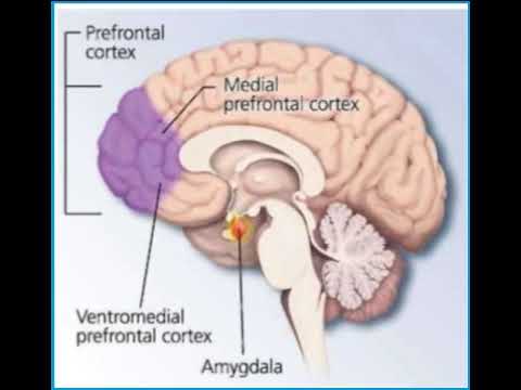 Why are some people risk-averse and others risk-tolerant?
