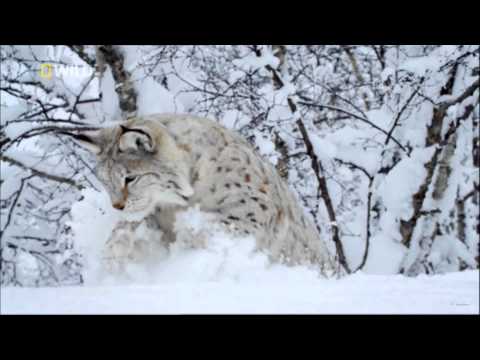 Nordic Wild on NatGeo Wild HD UK - Long Promo 1080p