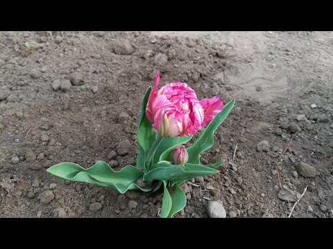 S01.38 Ez + az II. (automata öntöző cserép, fűmulcs, gyógyfüvek télire )