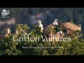 The Griffon Vulture filmed & photographed from a hide in Northern Spain