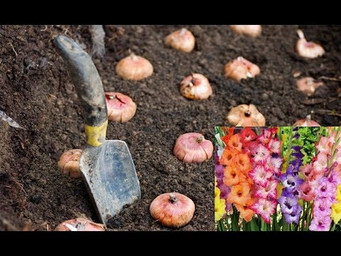 , title : 'How to Grow Gladiolus Bulbs ( with update ) |  Winter Blooming Plant'