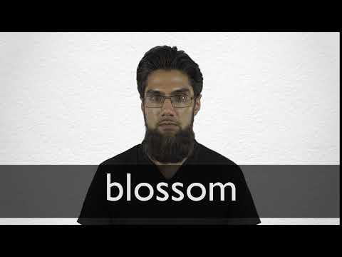 Blossom Definition And Meaning Collins English Dictionary Blossom Definition And Meaning Collins English Dictionary