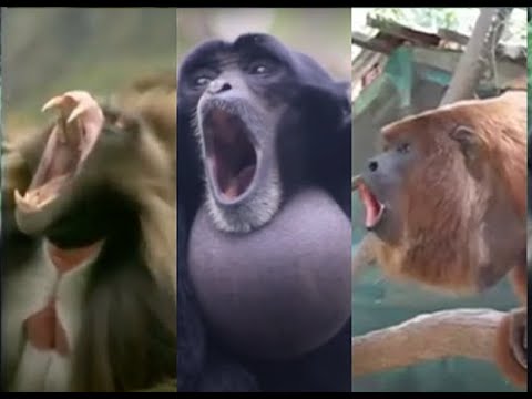 Monkey Symphony: An Incredible Compilation of Screaming Primates and Monkeys