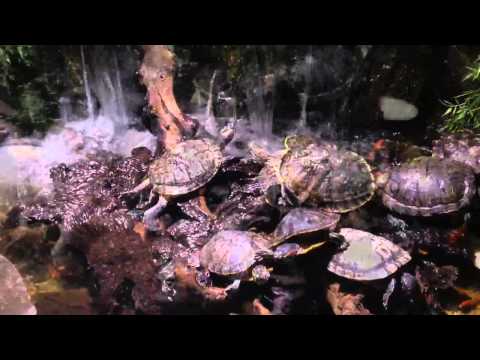 Aquarium turtles