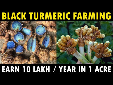 BLACK TURMERIC FARMING in India | Black Turmeric Cultivation Guide