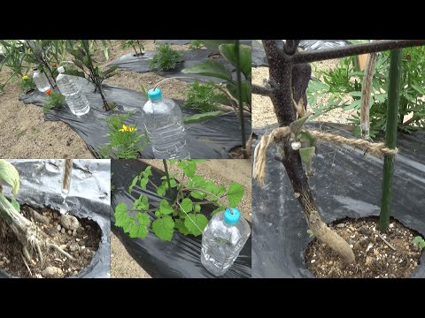 自作の点滴灌漑パイプを設置します