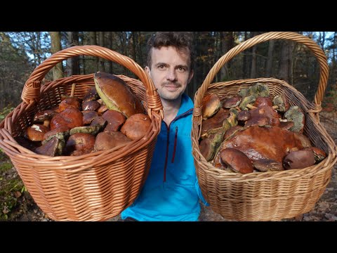 Jesień pełna GRZYBÓW!