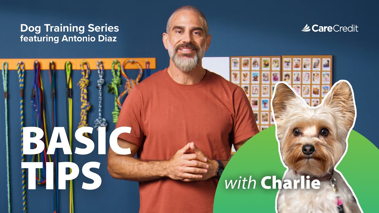 CCWellU-Video-Dog Training 101