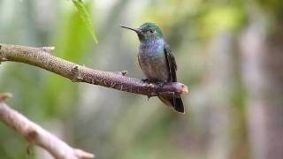 preview picture of video 'Blue-chested Hummingbird resting'