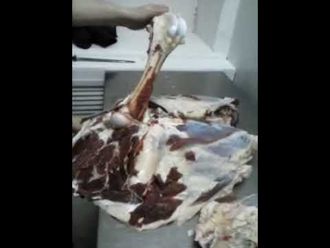 Наконец мы открыли цех обвалки!!! Пробный день.