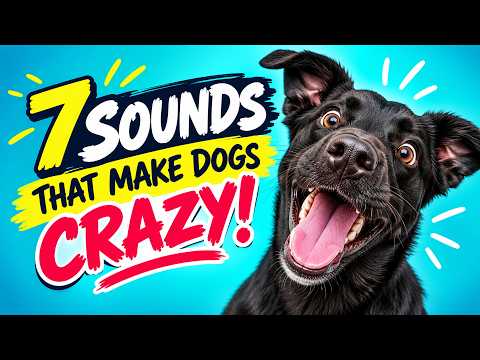 7 Sounds That Make Dogs Go CRAZY! 🐶🔊 Try These on Your Dog!