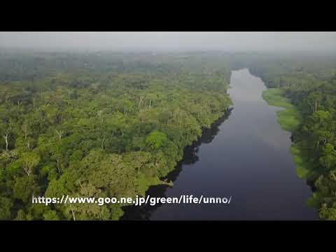 カメルーンのニョン川