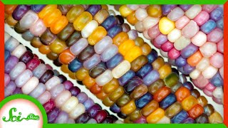The Science of the World's Most Colorful Corn