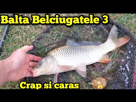Pescuit la CRAP si CARAS pe balta Belciugatele 3