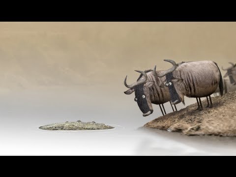 Wildebeest (Антилопы Гну)