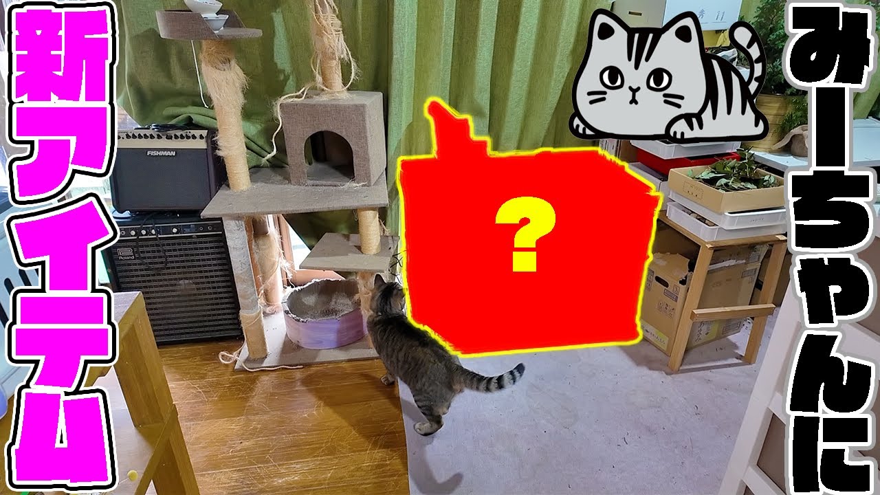 キジトラみーちゃん専用の〇〇〇を設置しました！！