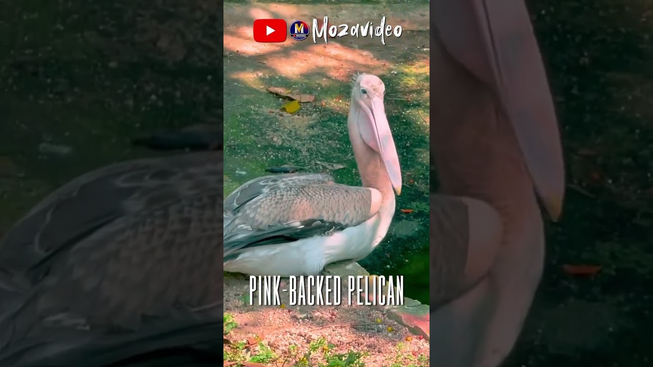 YouTube Short thumbnail