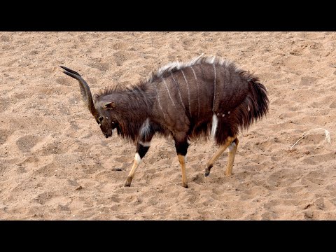 Nature’s Ballet: A Nyala’s Elegant Ritual for Romance