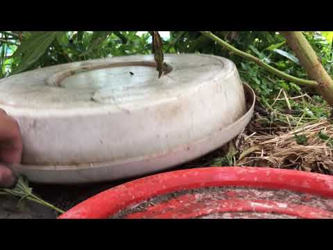 Early morning frog checkup