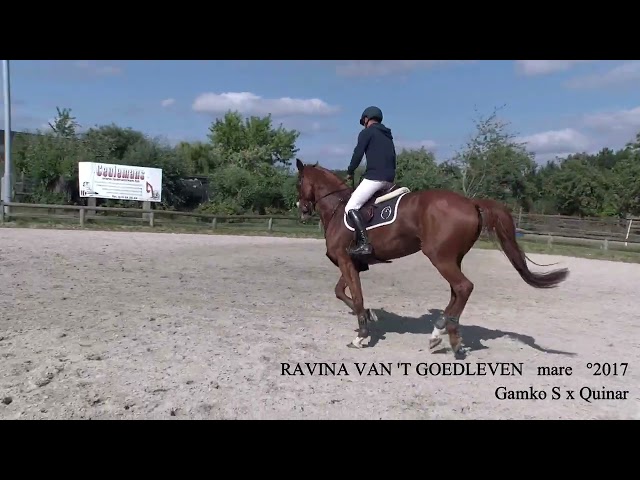 Gamko S x Quinar