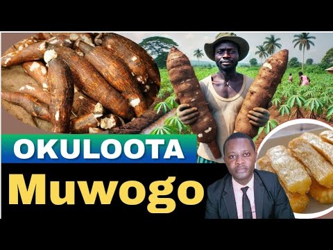 OKULOOTA MUWOGO KITEGEZA KKI By Brother Steven