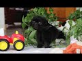 Shih Tzu dogs for sale: Emery - Video 1