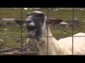 (GOAT)Taylor Swift - I Knew You Were Trouble feat.Goat (KOZA 2013 Official HD)