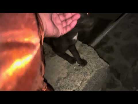 Cats on Jabal Al-Nour | 8.6.25