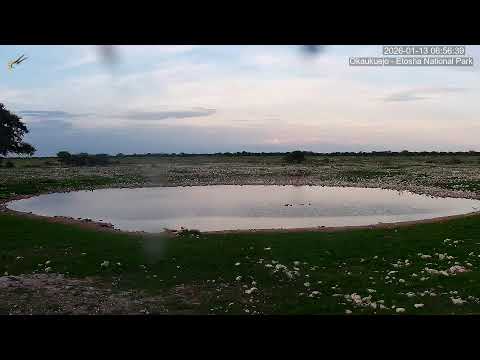 Okaukuejo Resort, Wildlife Waterhole: Live camera stream in the Etosha National Park in Namibia