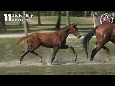 🍀 www.fohlenauktion.at 🍀 Lot11 - Tiffany van de Fils