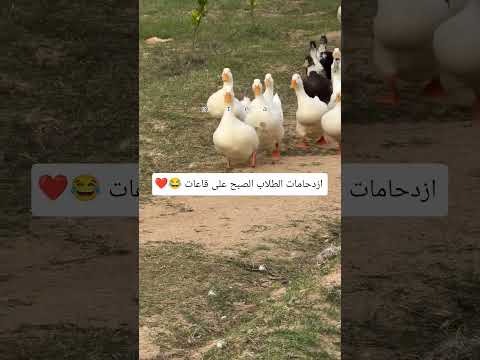 اهم شي الطلاب😂❤ #مثنى_ناجي