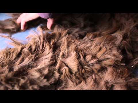Watch as New Jersey alpacas get their annual shearing