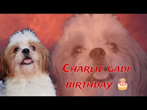 Charlie birthday celebration 🎉🐶🐕