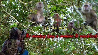 Download lagu Gila ‼️ Tembak jitu Raja kera yang menjengkelkan//Berburu kera hutan #part 05 mp3