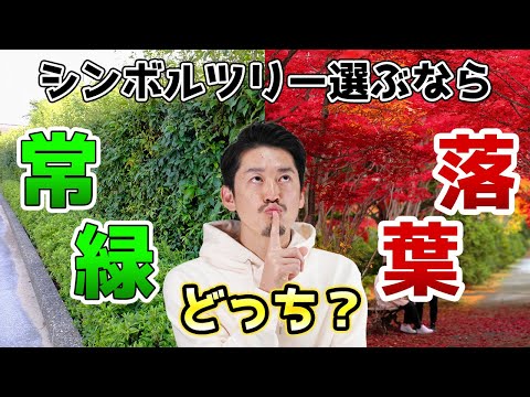 壁にあるポルトガル月桂樹の常緑樹 2022