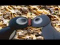 YTP Tennis Pingu Goes Fishing For DELICIOUS Beef Stroganoff