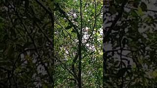 Download lagu MIKAT BURUNG CILILIN HITAM.@cipungchannel8202 mp3